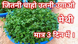 मेथी उगायें 3 दिन में । मेथी कैसे उगाये घर में । Grow Fenugreek at home [upl. by Harbert]