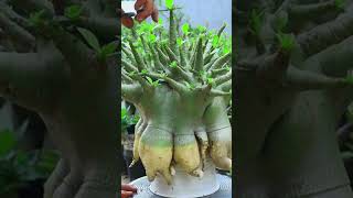 Bonsai Root Fertilizer Desert Rose Plant Flower Gardening Adenium [upl. by Orpah]