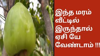 இந்தமரம் வீட்டில் இருந்தால் ஏசி யே வேண்டாம்  Bangladesh Green Water Apple Plant [upl. by Orodisi]