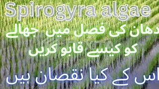 How to remove spirogyra algae from rice fieldHow to manage Jala Spirogyra algae in Rice crop [upl. by Anivla]