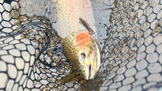 Rainy Fall Steelhead Fishing North East Ohio [upl. by Tronna824]