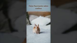 🐰 Fatos Incríveis sobre Coelhos 🌱 natureza vcsabia coelhos rabbit mundoanimal [upl. by Saxela]