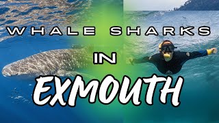 EXMOUTH WA  The ultimate bucket list destination [upl. by Ayikal]