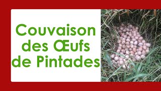 Comment Améliorer la Couvaison Naturelle des Œufs de Pintades [upl. by Annod]