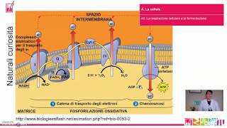 A5 La cellula La respirazione cellulare e la fermentazione [upl. by Erehs]