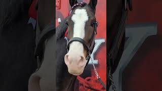 Budweiser Clydesdale a gentle giant [upl. by Arukas]