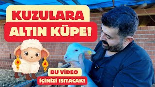 Kuzularda Çiçek ve Veba Aşısının Önemi  Neden Kuzuları Küpeledik çiftlikhayatı köyegöç kuzu [upl. by Aliet]