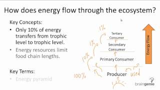 1612 How does energy flow through the ecosystems [upl. by Ajam]