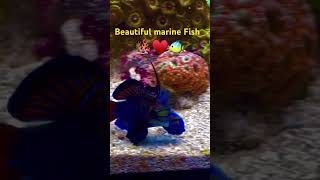 beautiful marine Fish Marine Aquarium set up marine Fish [upl. by Carter]