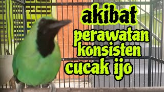 akibat perawatan konsisten cucak ijo jadi gacor [upl. by Rector]