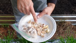 Planting Garlic Zone 7a 11252024 gardeningwithbarchuckin garlic [upl. by Auston985]