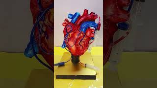 Human Heart working model for school science project exhibition SubhamsArtCraftCreations [upl. by Yhtac]