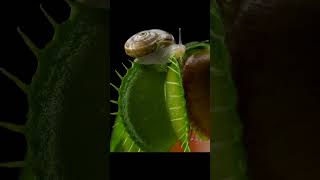 Venus Fly Trap Captures Snail 🌿🐌 shorts [upl. by Abate]