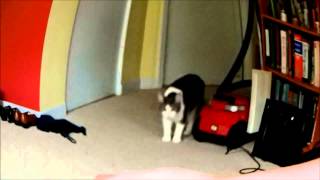 Tuto Comment effrayer un chat [upl. by Daphna]