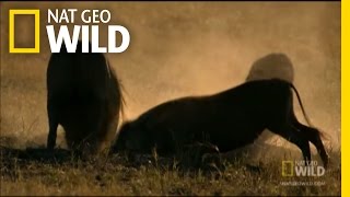 Surprise Lion Attack  Nat Geo Wild [upl. by Fital]