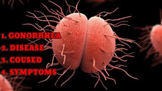 GONORRHEA DISEASE CAUSED SYMPTOMS foryou newvideo subscribe youtube youtuber youtubeshorts [upl. by Norval]