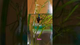 Fighter fish  beta betashorts viralvideo [upl. by Chlores]