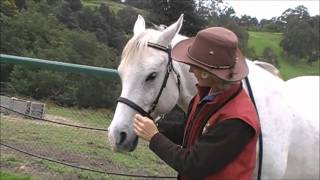 LightRider Bitless Bridle Fitting [upl. by Melita]