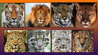 All Big Cat Sounds  Top 10 Big Cat Sound [upl. by Claud]