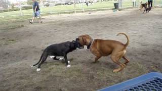 My Pit Bulltype quotattackingquot a Boxer [upl. by Adlemy]