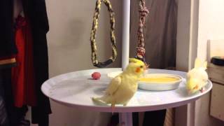 Cockatiel Bird Singing [upl. by Monica]