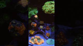 Aquarium Reef Tank Corals aquarium reef fish reeftank youtubeshorts fyp youtube shortvideo [upl. by Mcgee]