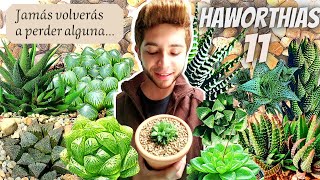 HaworthiasLO QUE NO SABÍAS DE ELLAS 🤫 Trasplantando haworthia suculentas suculenta [upl. by Amesari916]