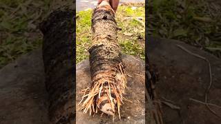 Effortless Root Cutting with the Sharpest Blade 🔪🌱 FarmingTools RootCuttingquot [upl. by Princess704]