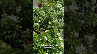 Madhukamini Plant is not floweringshortyoutubeshortytshortgardeningshort [upl. by Enelaj]