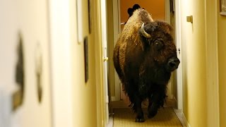 Bullet the Bison is Looking For a New Home [upl. by Belda]