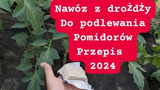 Podlej drożdżami pomidory ogórki a plon będzie podwójny [upl. by Tatianas]