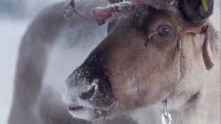 Reindeer ride in Levi Finnish Lapland  reindeer safari in Finland [upl. by Corty]