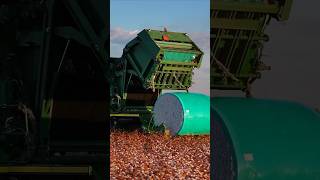 Sunset cotton harvest in Texas with John Deere cotton picker usfarmer tractor johndeere [upl. by Llennoj188]