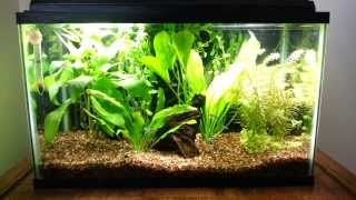 Neon Tetras in 10 gal Planted Tank [upl. by Philoo]