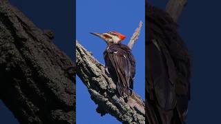 🐤 Pileated Woodpecker Preening Delight birds pileatedwoodpecker nature wildlife [upl. by Tengler923]