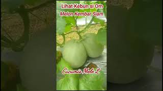 CUCUMIS MELO L  Melon Kembar Siam [upl. by Nihi]