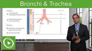 Bronchi amp Trachea – Pulmonary Pathology  Lecturio [upl. by Leith]