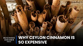 Why Ceylon Cinnamon Is So Expensive  So Expensive [upl. by Eninahpets]