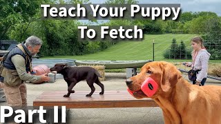 Teach Your Puppy To Fetch Part Two  Labrador Retriever Puppy Training Session [upl. by Ahcarb]