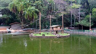 passado dia visitando Zoológico em são paulo campinas [upl. by Mayap]