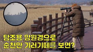 고배율 탐조용 망원경 옵토리쓰 Compact G80을 사용하여 1000m 앞의 기러기떼를 보면 어떻게 보일까 optolyth spottingscope digiscoping [upl. by Danny]