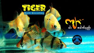 ကျားငါး ဖောက်နည်းTiger Barb fish Breedingfish breeding [upl. by Larkins220]