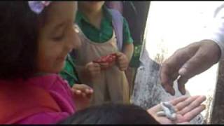 Delhi Public School East Bangalore  LKG Field Trip [upl. by Ecnerual]