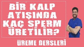 Sperm Nasıl Oluşur  Bir Kalp Atımında Kaç Sperm Üretilir [upl. by Adel732]