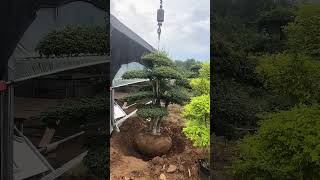 Topiary Fraxinus Hupehensis Tree Transplanting Process [upl. by Pugh]