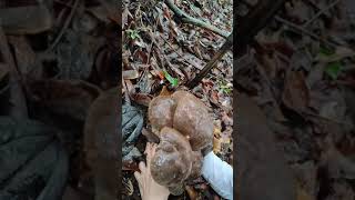 What is this mushroomThe Mushroom Era asmr wildmushrooms [upl. by Tucky]