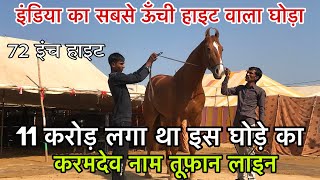 Biggest Marwadi Stallion Karamdev  सबसे बड़ा घोड़ा करमदेव [upl. by Norek247]