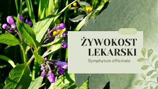 ŻYWOKOST LEKARSKI  Leczy i nawozi uprawy Kompendium Wiedzy żywokost żywokostlekarski ogród [upl. by Radack]