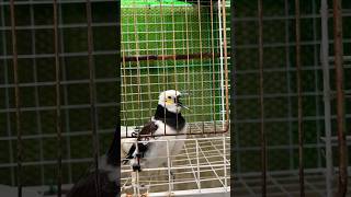 smart blackcollared starling sing find feed blackcollared starlingshortvideo shortsfeed shorts [upl. by Mortimer147]