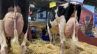 Royal Winter Fair Toronto2019Quality Holsteins [upl. by Lole783]